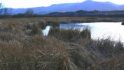 PICTURES/Tuzigoot Monument & Tavasci Marsh/t_Marsh2.JPG